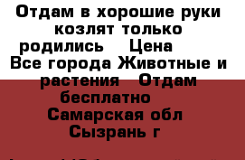 Отдам в хорошие руки козлят.только родились. › Цена ­ 20 - Все города Животные и растения » Отдам бесплатно   . Самарская обл.,Сызрань г.